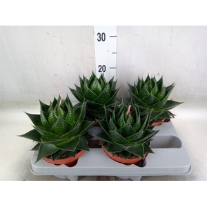 Aloe aristata 'Cosmo'