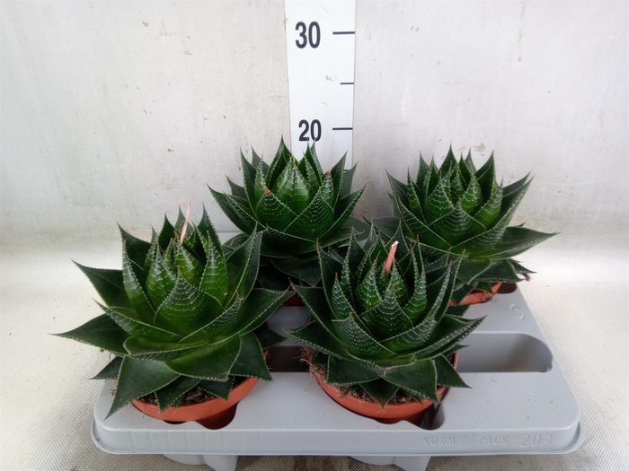 <h4>Aloe aristata 'Cosmo'</h4>