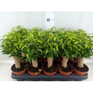 Ficus benja. 'Natasja'