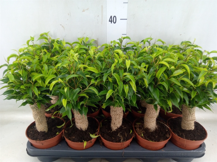 <h4>Ficus benja. 'Natasja'</h4>