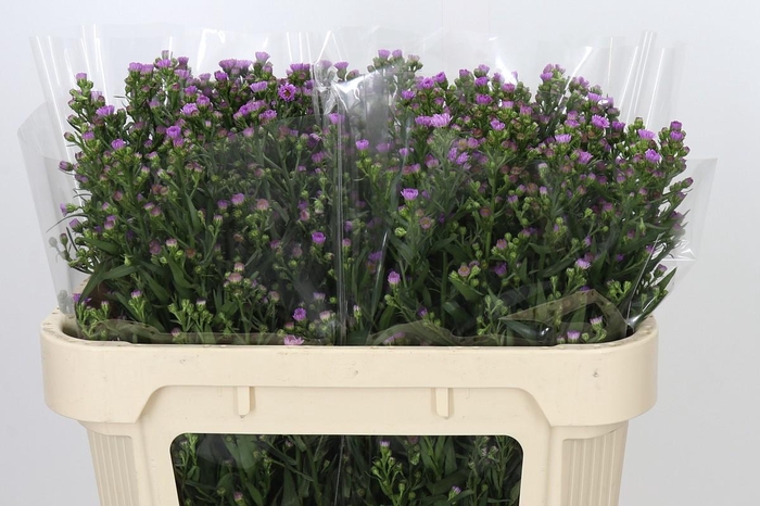 <h4>Aster Painted Lady</h4>