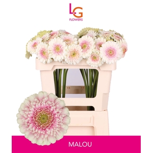 Germini Malou Water
