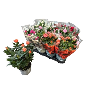 RO KORDANA GEM 5 SRT