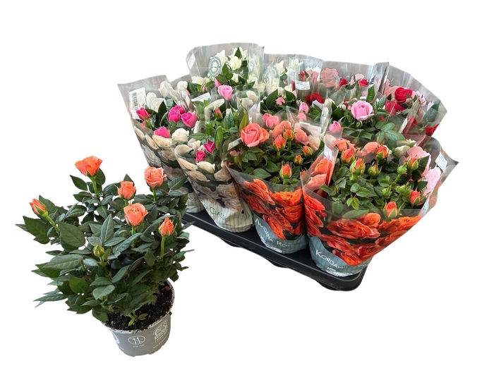 <h4>RO KORDANA GEM 5 SRT</h4>