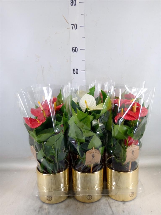 <h4>Anthurium   ...mix</h4>