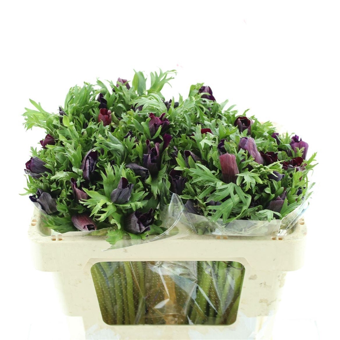 <h4>Anem Co Mar Bordeaux</h4>