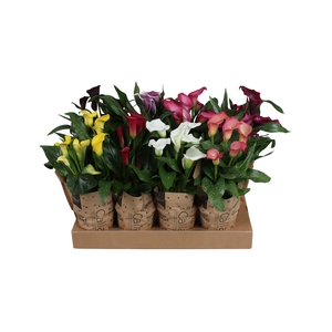 Zantedeschia gemengd Calla mix in kraft hoes