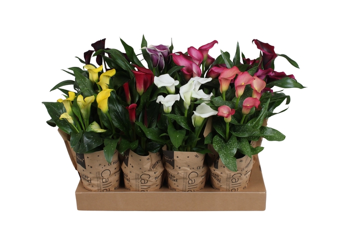 <h4>Zantedeschia gemengd Calla mix in kraft hoes</h4>