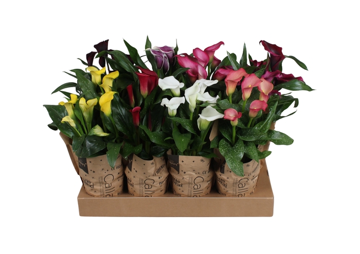 <h4>Zantedeschia gemengd Calla mix in kraft hoes</h4>
