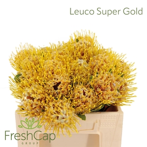 Leuco Super Gold