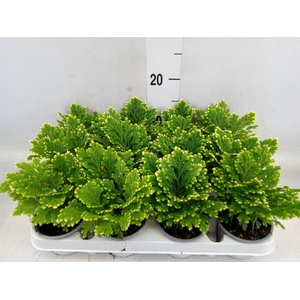 Selaginella martensii 'Jori'