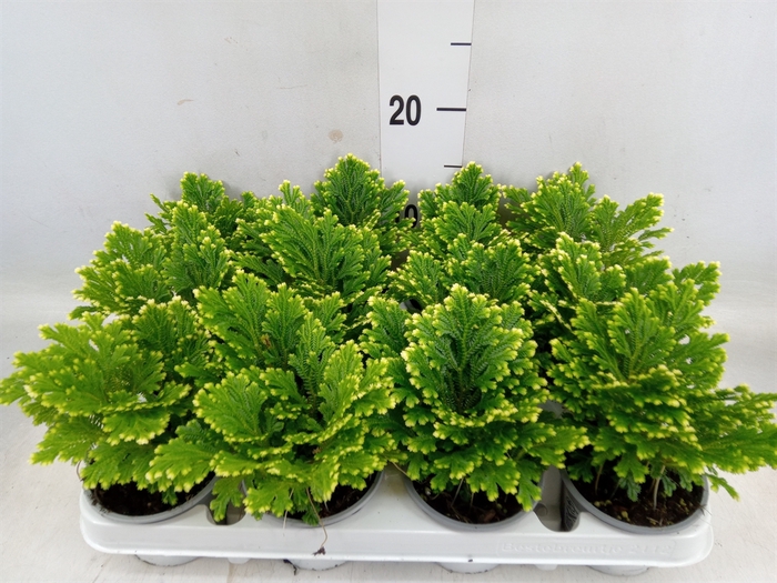 <h4>Selaginella martensii 'Jori'</h4>