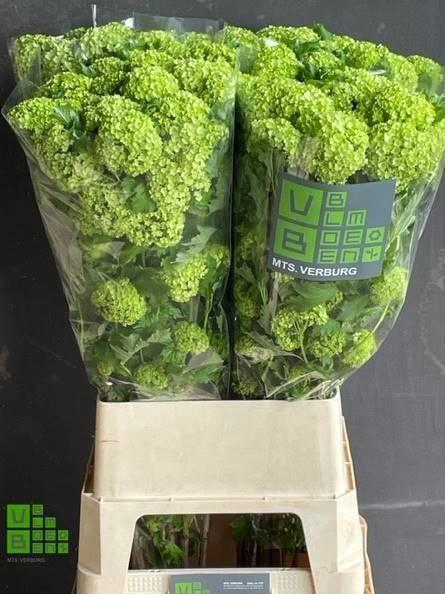 <h4>VIBURNUM ROSEUM ST</h4>