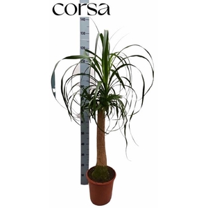 BEAUCARNEA RECUR