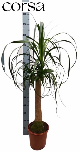 <h4>BEAUCARNEA RECUR</h4>
