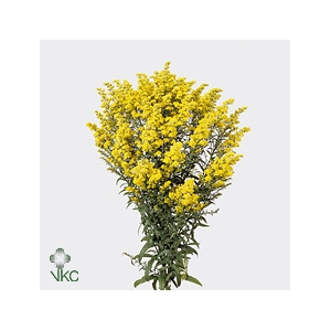SOLIDAGO Tessa