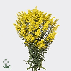 <h4>SOLIDAGO Tessa</h4>