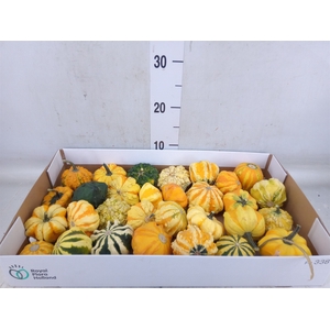 Cucurbita