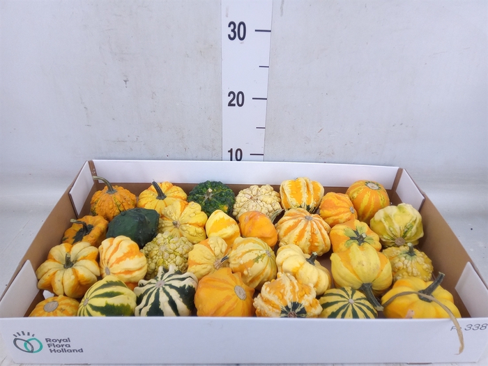 <h4>Cucurbita</h4>