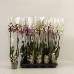 PHAL GEM