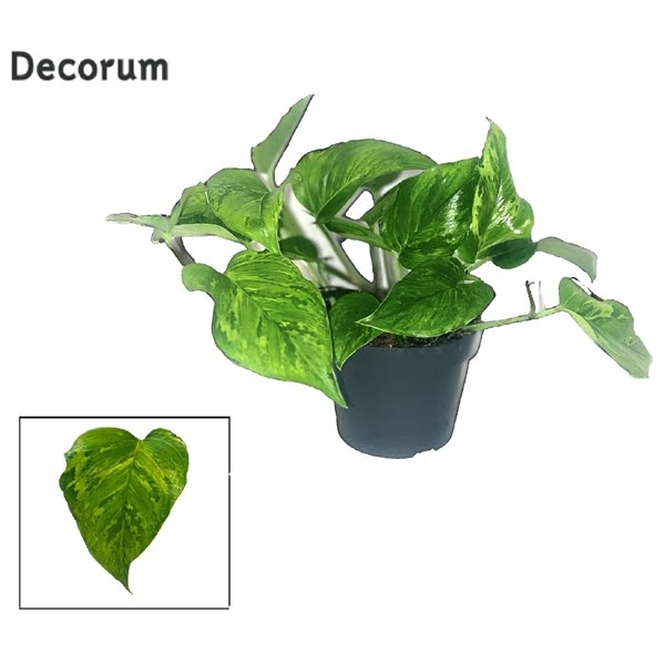 <h4>Scindapsus (Epipremnum) Marble Green DECORUM</h4>