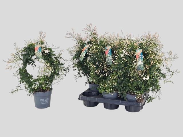 <h4>JASM POLYANTHUM WIT</h4>