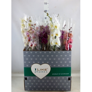 Phalaenopsis   ...mix