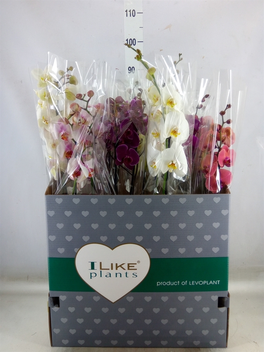 <h4>Phalaenopsis   ...mix</h4>