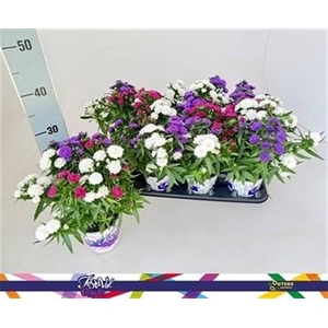ASTER SHOWM GEM