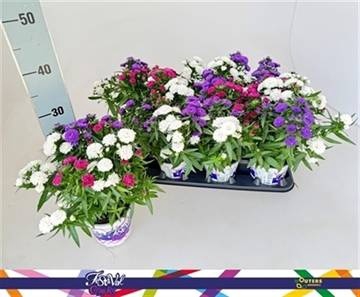 <h4>ASTER SHOWM GEM</h4>