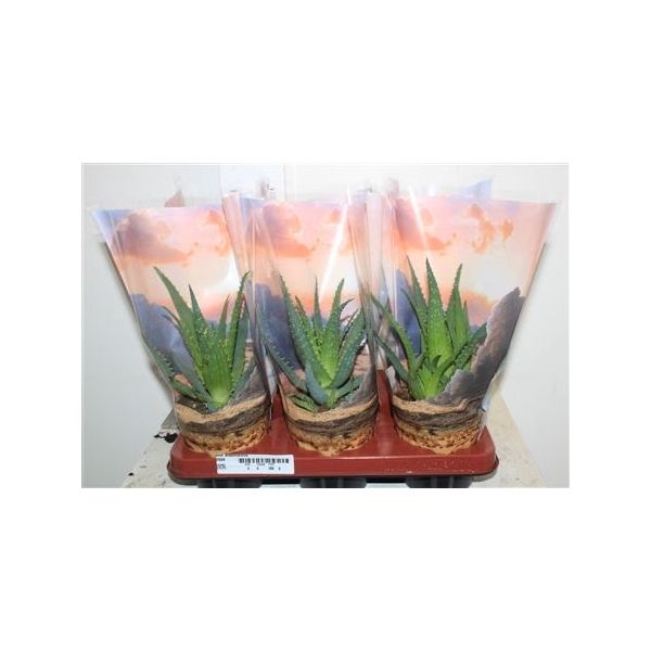 <h4>Aloe Arborescens</h4>