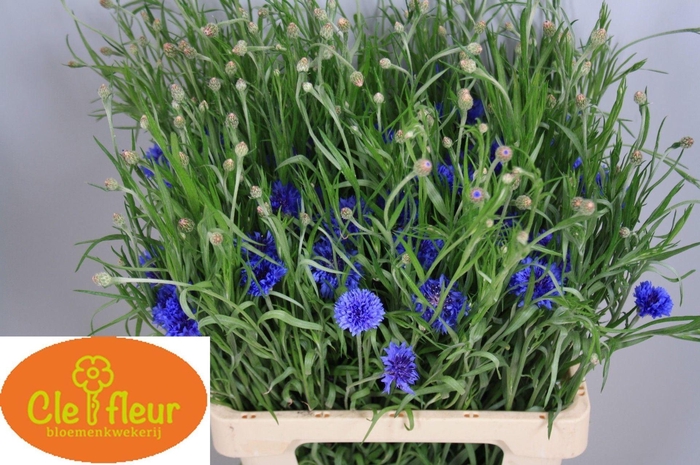 <h4>CENTAUREA CYANUS CENTAU CYANUS</h4>