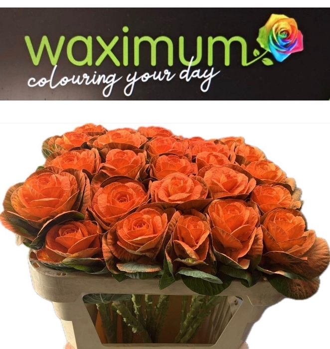 <h4>BRASSiCA ORANJE 70CM</h4>