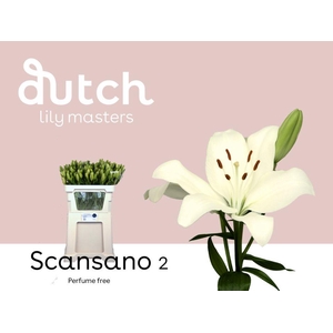 LI LA SCANSANO& 2 kop