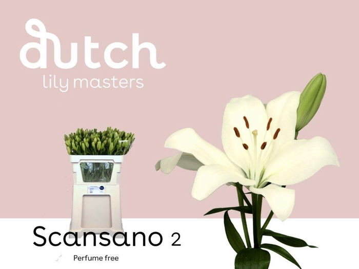 <h4>LI LA SCANSANO& 2 kop</h4>