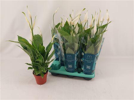 <h4>Spathiphyllum 12 Cm Torelli</h4>