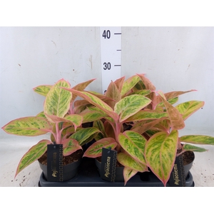 Aglaonema  'Salmon Fantasy'