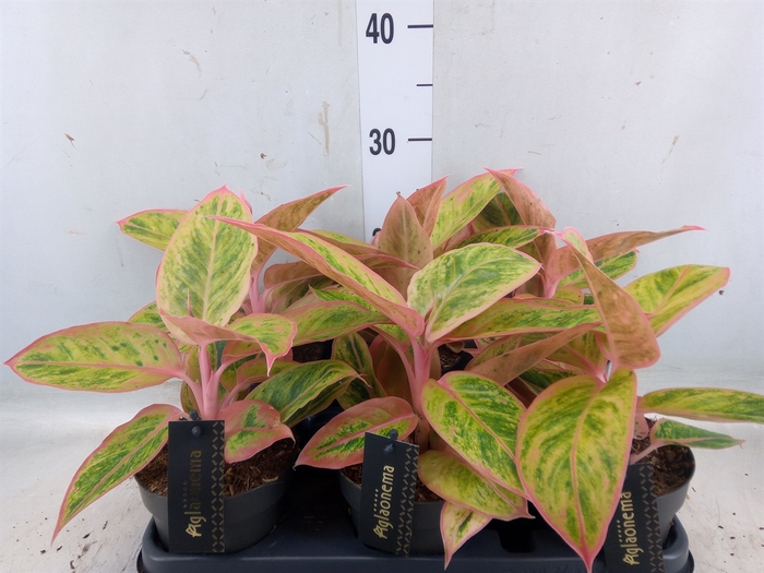 Aglaonema  'Salmon Fantasy'