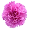 Dianthus St Tiepolo Fucsia
