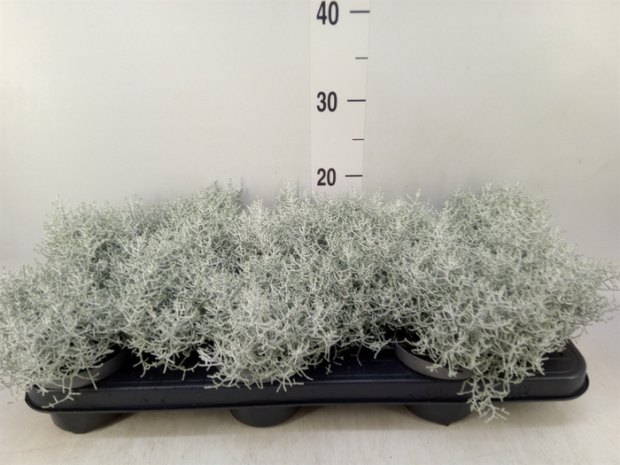 <h4>Leucophyta brownii</h4>