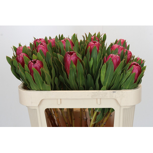 Protea Brenda