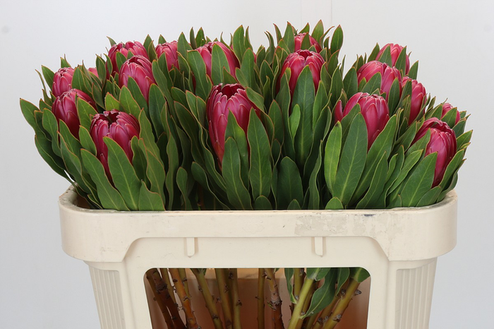 Protea Brenda