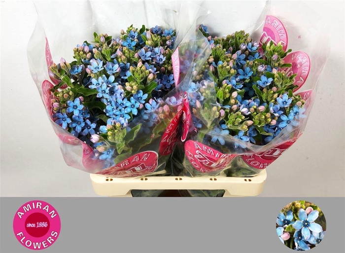 <h4>OXY CO TAN PURE BLU</h4>