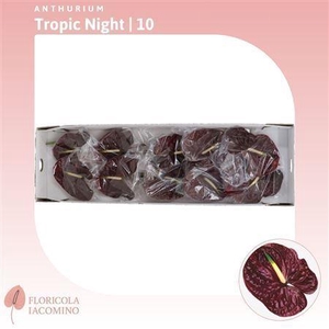 ANTH TROPIC NIGHT ANTHURIUM TROPIC