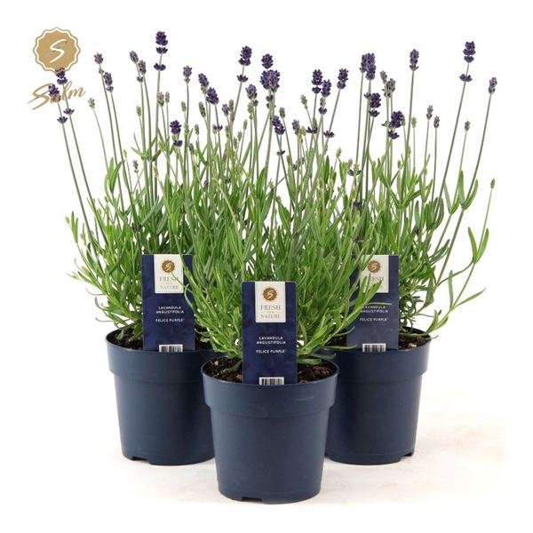 <h4>Lavandula ang. 'Felice'® Collection P12</h4>