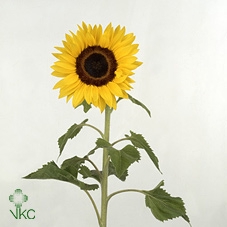 21974: Contradiction arrangement