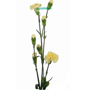 Di Tr Creme Intermezzo