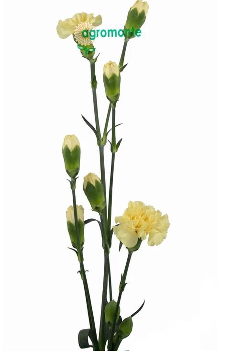 <h4>Di Tr Creme Intermezzo</h4>