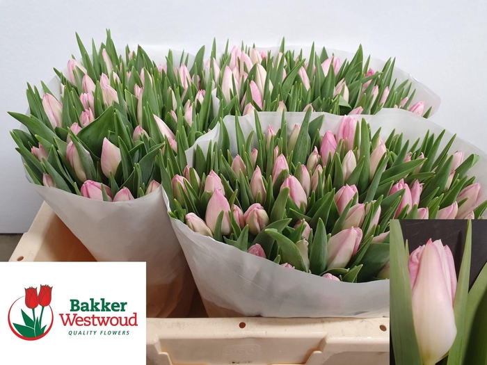 <h4>TU EN FIRST CLASS</h4>