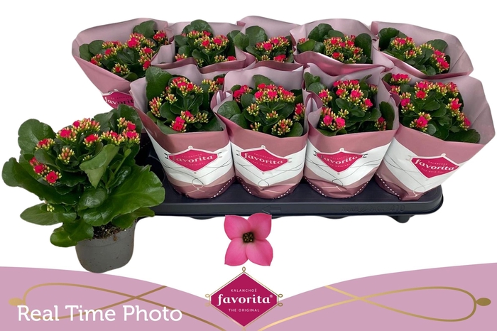 <h4>KAL EN THALIA</h4>